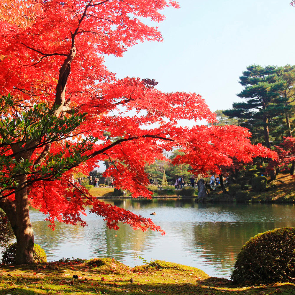 特別名勝兼六園