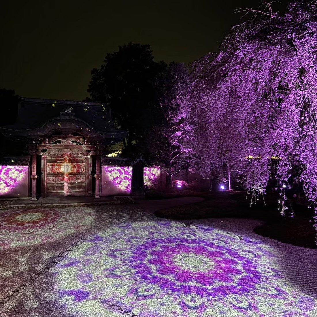 高台寺　春の夜間特別拝観