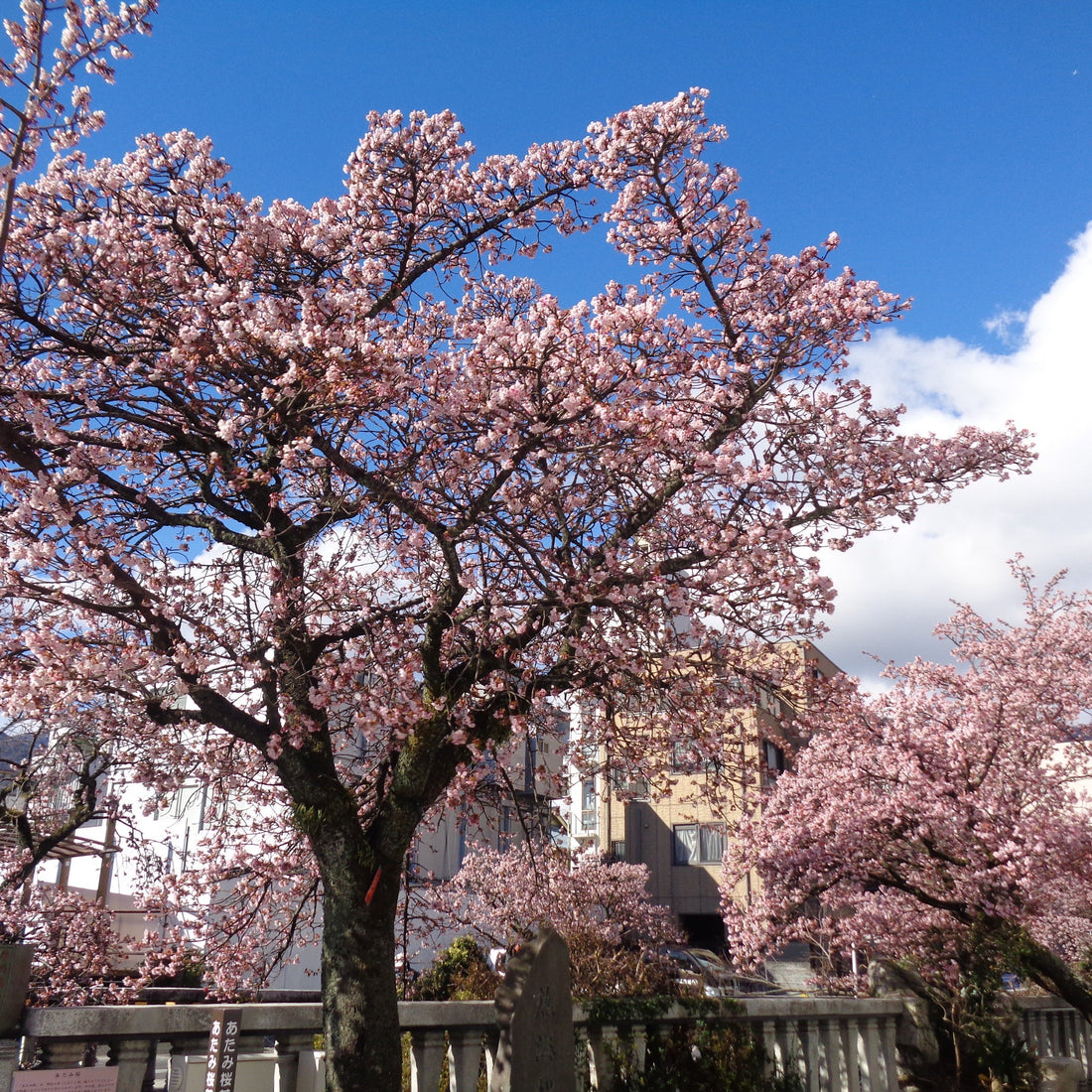 2026年1月熱海市で桜＆梅まつりが開催